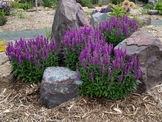 Veronica-Purplegum Candles 1C