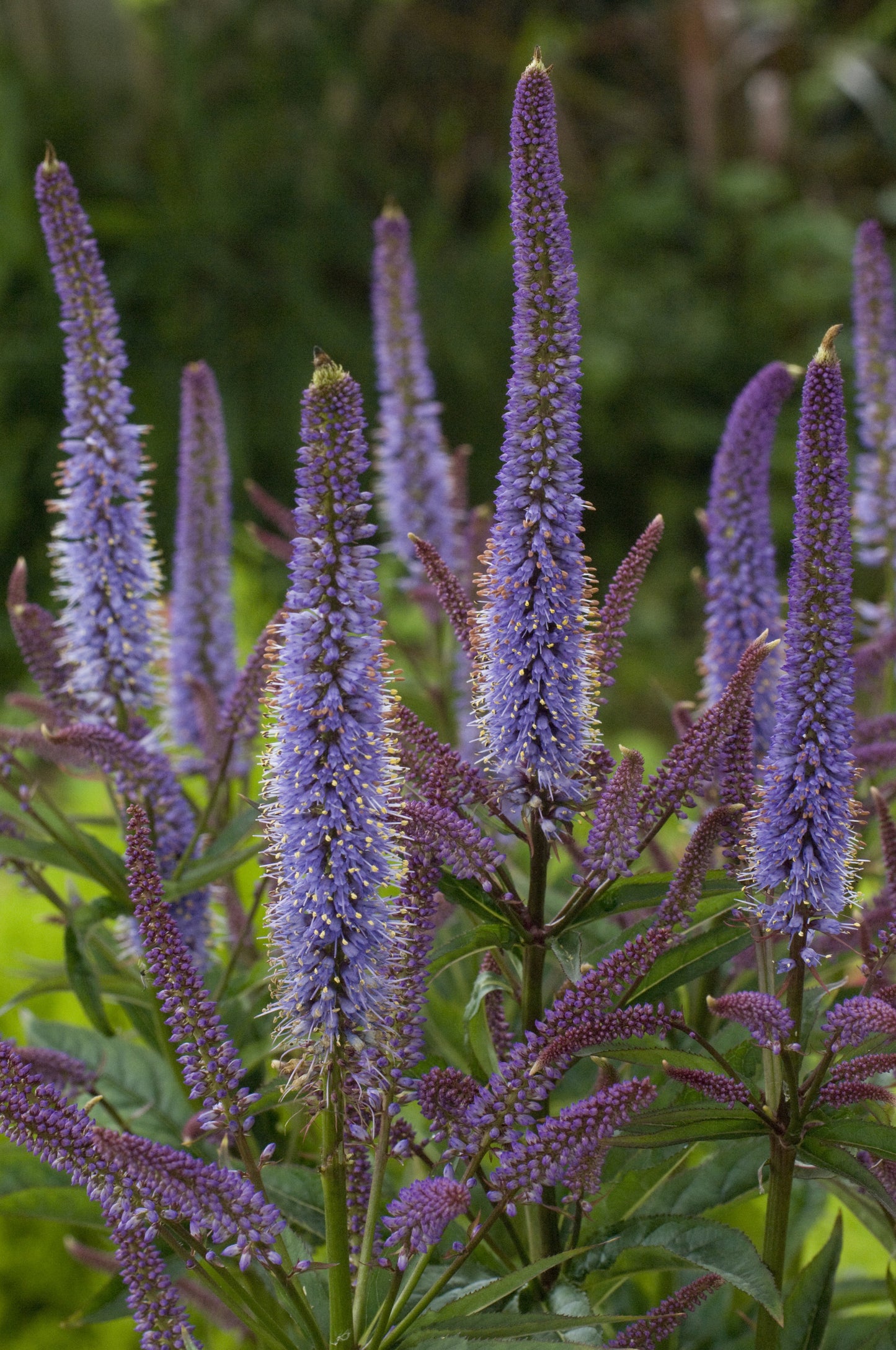 Veronicastrum-Cupid 1C