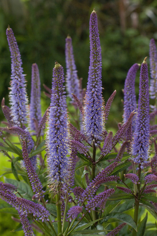 Veronicastrum-Cupid 1C