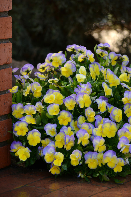 Viola-Halo Lemon Frost 1C