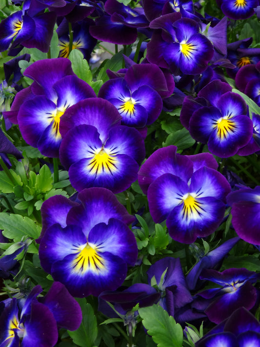 Viola-Halo Violet 1C