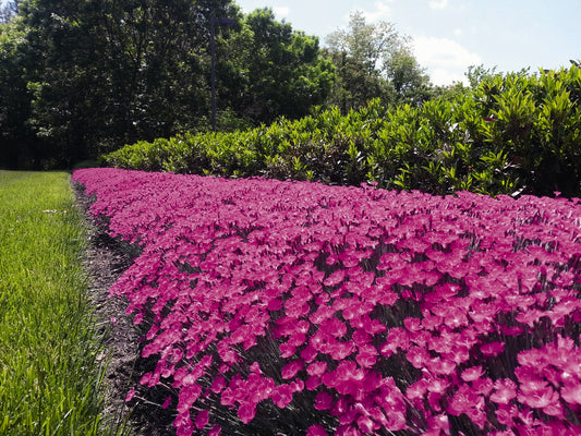 Dianthus-Kahori 1C