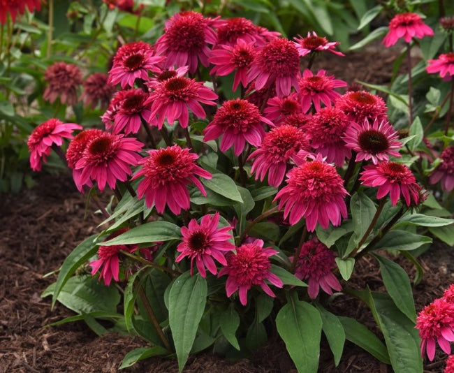 Echinacea-Watermelon Deluxe 1C