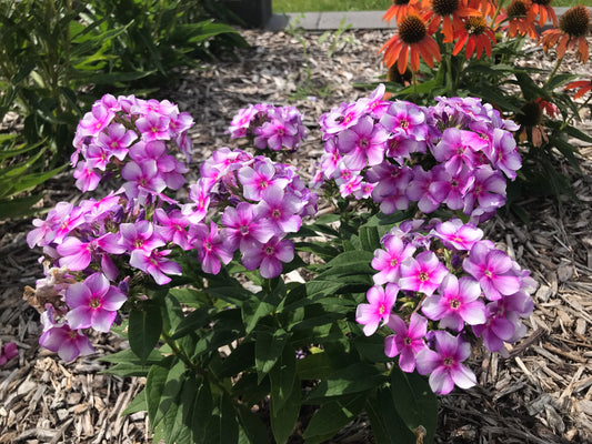 Phlox-Lucky Lilac 1C