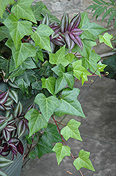 Hedera-Algerian Ivy 3.5"