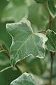 Hedera-Ivy Glacier 3.5"