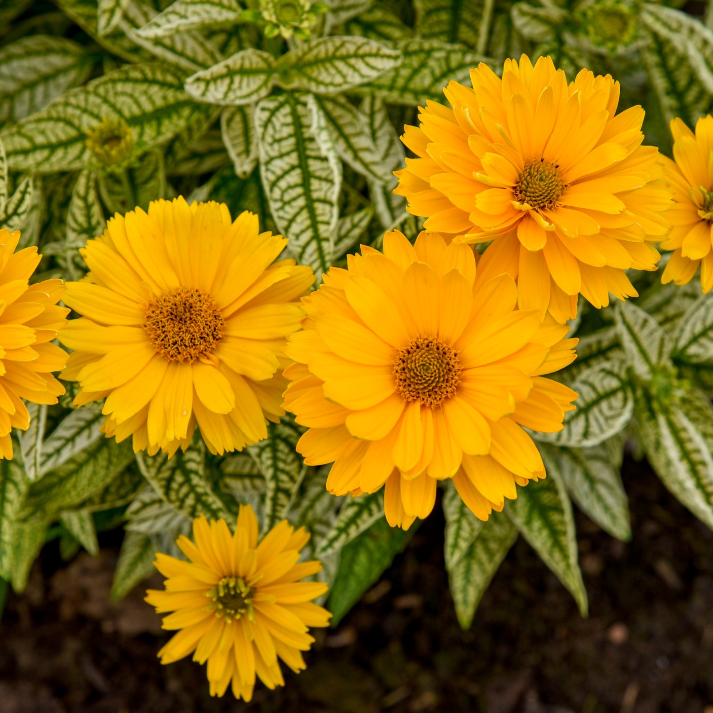 Heliopsis-Bit of Honey 1C