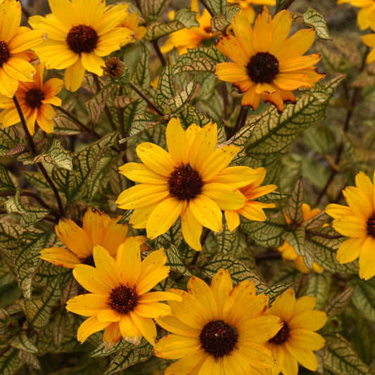 Heliopsis-Touch of Blush 1C
