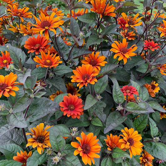Heliopsis-Bleeding Hearts 1C