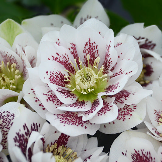 Helleborus-Confetti Cake 1C