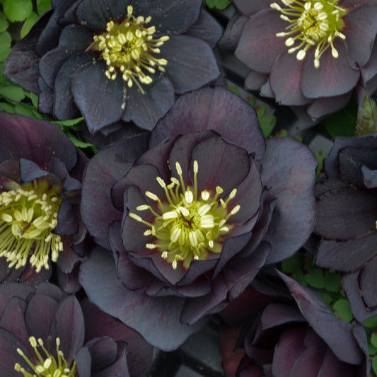 Helleborus-Dark and Handsome 1C