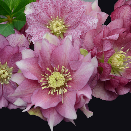 Helleborus-Maid of Honor 1C