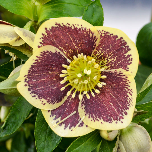 Helleborus-Rio Carnival 1C