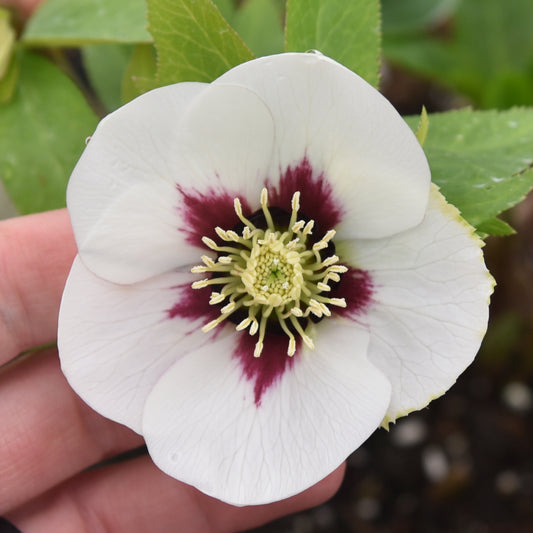 Helleborus-Swiss Alps 1C