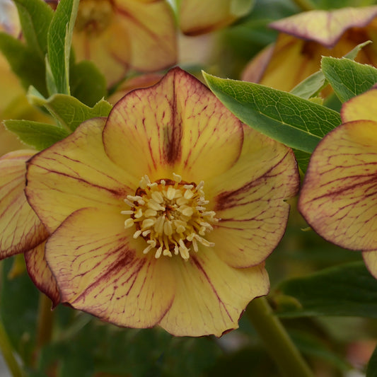 Helleborus-Tropical Sunset 1C
