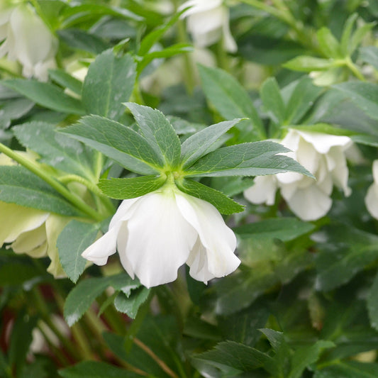 Helleborus-Wedding Bells 1C