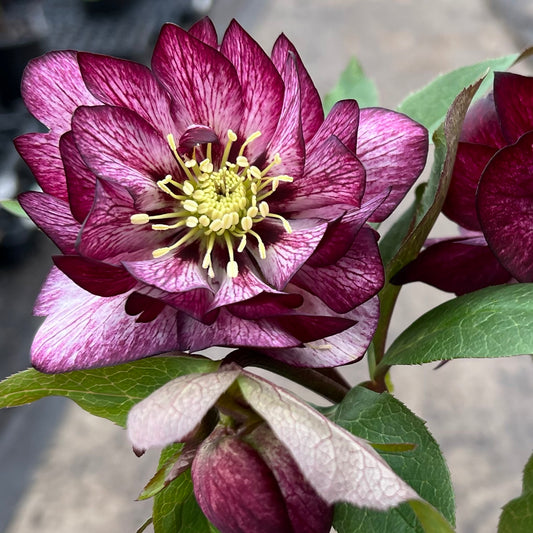 Helleborus-Whirlwind Romance 1C