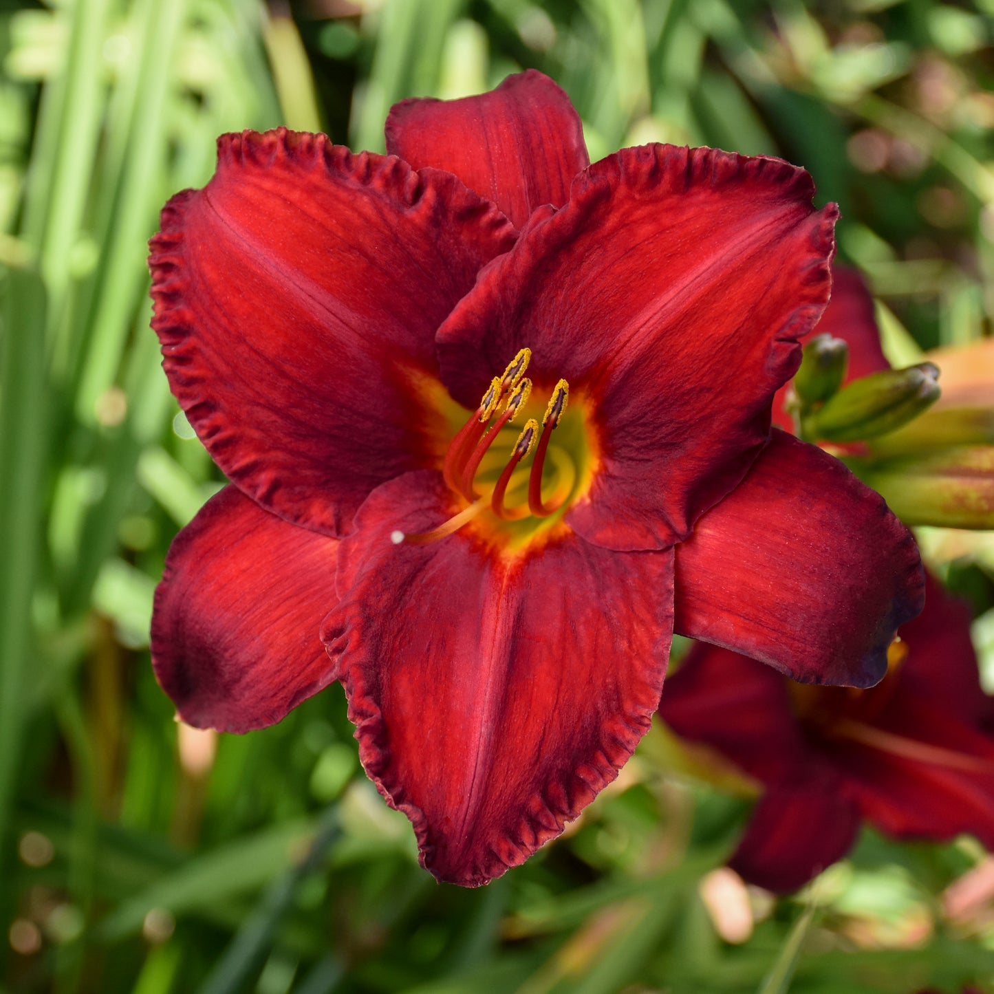 Daylily-Chicago Apache 1C
