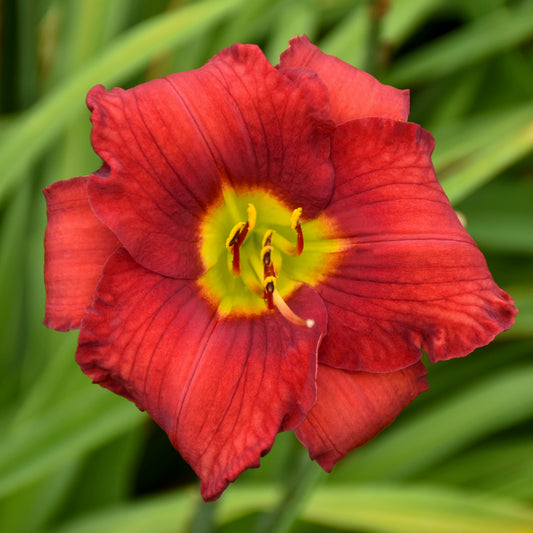 Daylily-Funny Valentine 1C