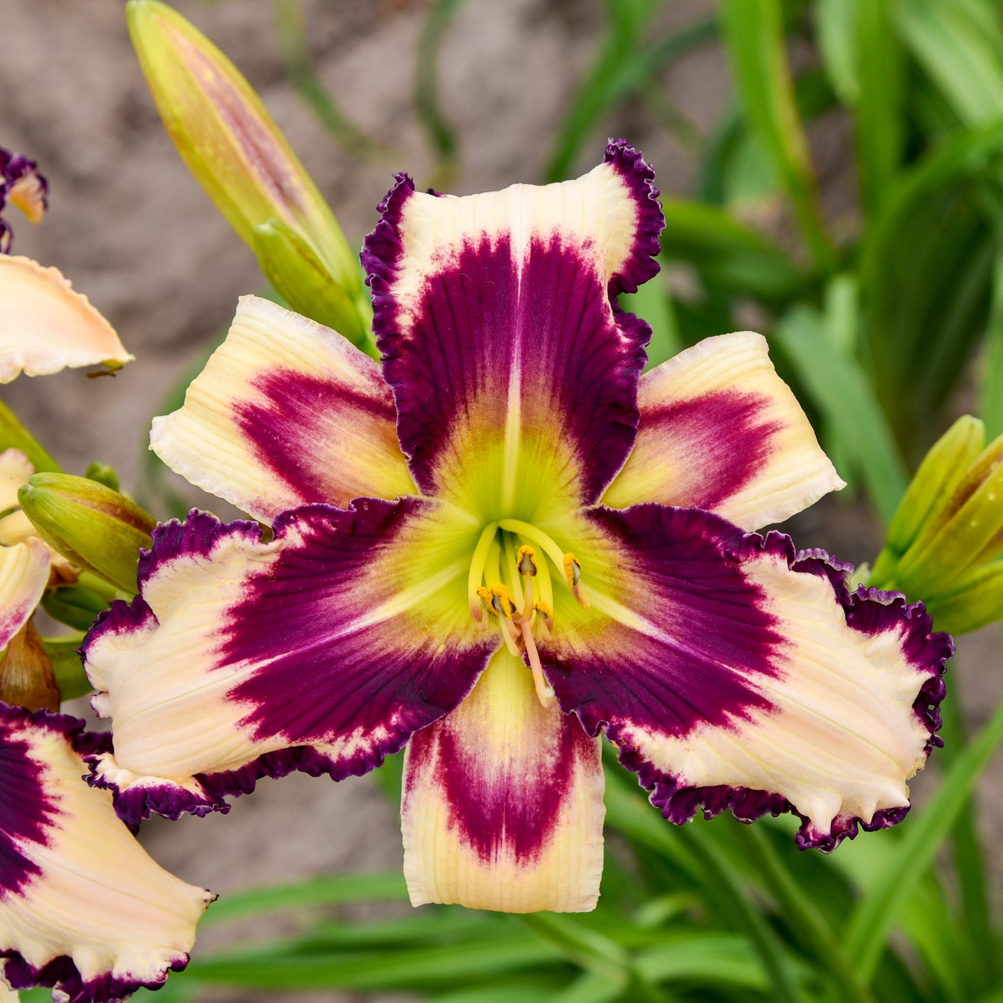 Daylily-Inscribed On My Heart 1C