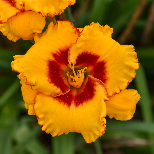 Daylily-Pooh Bear 1C