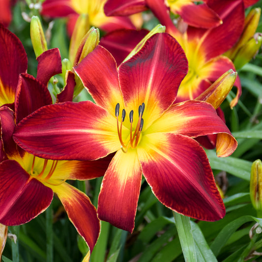 Daylily-Ruby Spider 1C