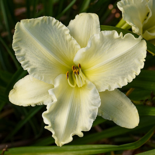 Daylily-Sunday Gloves 1C