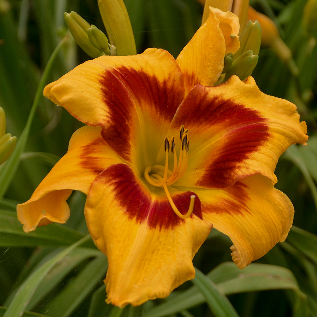 Daylily-Tiger Swirl 1C