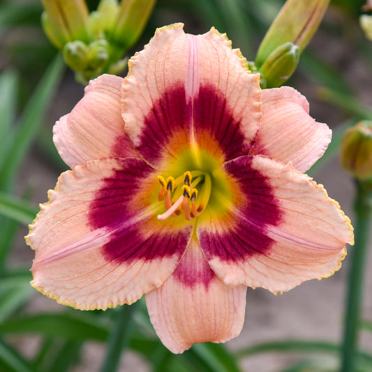 Daylily-Wineberry Candy 1C