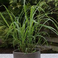 Lemon Grass (DS) 4"