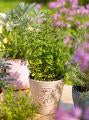 Oregano-Italian 4"