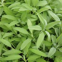 Sage-Garden 4"