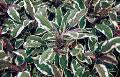 Sage-Tricolor 4"