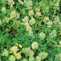 Thyme-English 4"