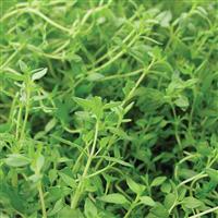Thyme-French 4"