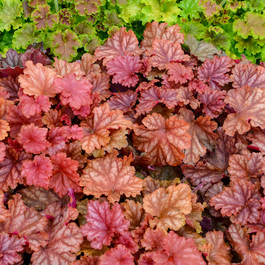 Heuchera-Peachberry Ice Primo 1C
