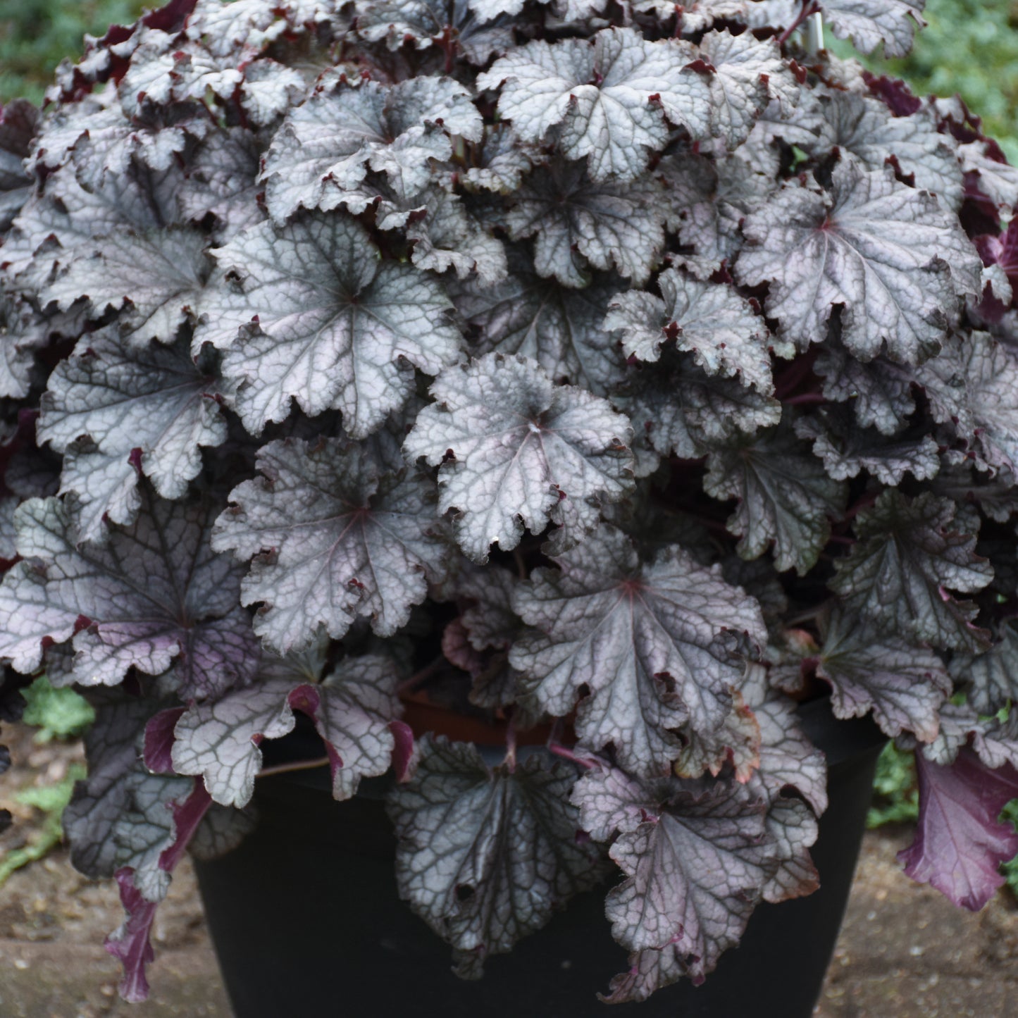 Heuchera-Prom Dress 1C