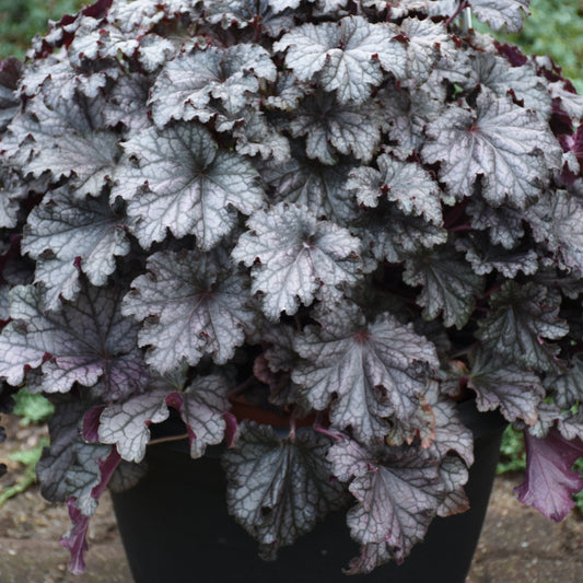 Heuchera-Prom Dress 1C