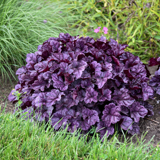 Heuchera-Wildberry