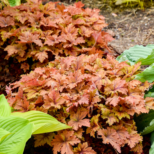 Heucherella-Copper King 1C