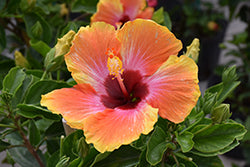 Hibiscus-Fiesta 6"