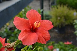 Hibiscus-President's Red 6"