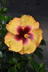 Hibiscus-Rico Suave 10"
