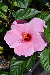 Hibiscus-Seminole Pink 10"