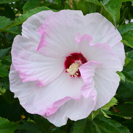 Hibiscus-Ballet Slippers 3C