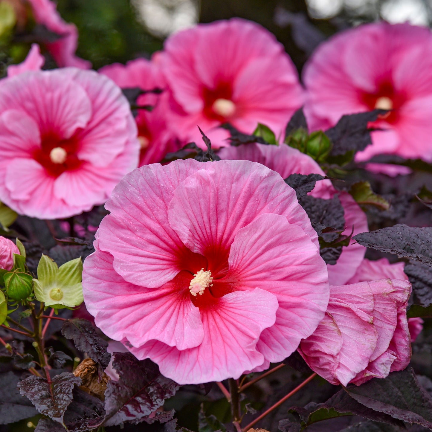 Hibiscus-Edge of Night 3C