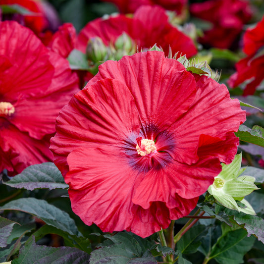Hibiscus-Garnet Globes 3C