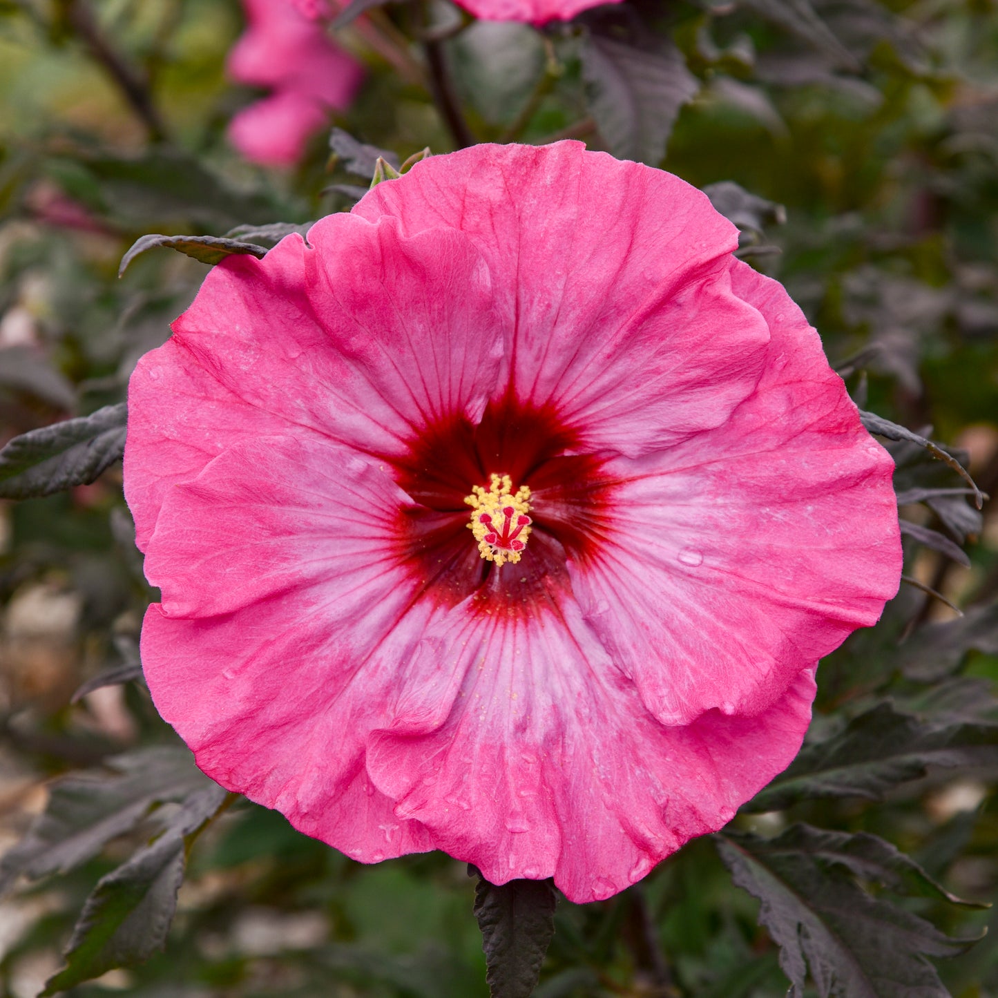 Hibiscus-Inner Glow 2C