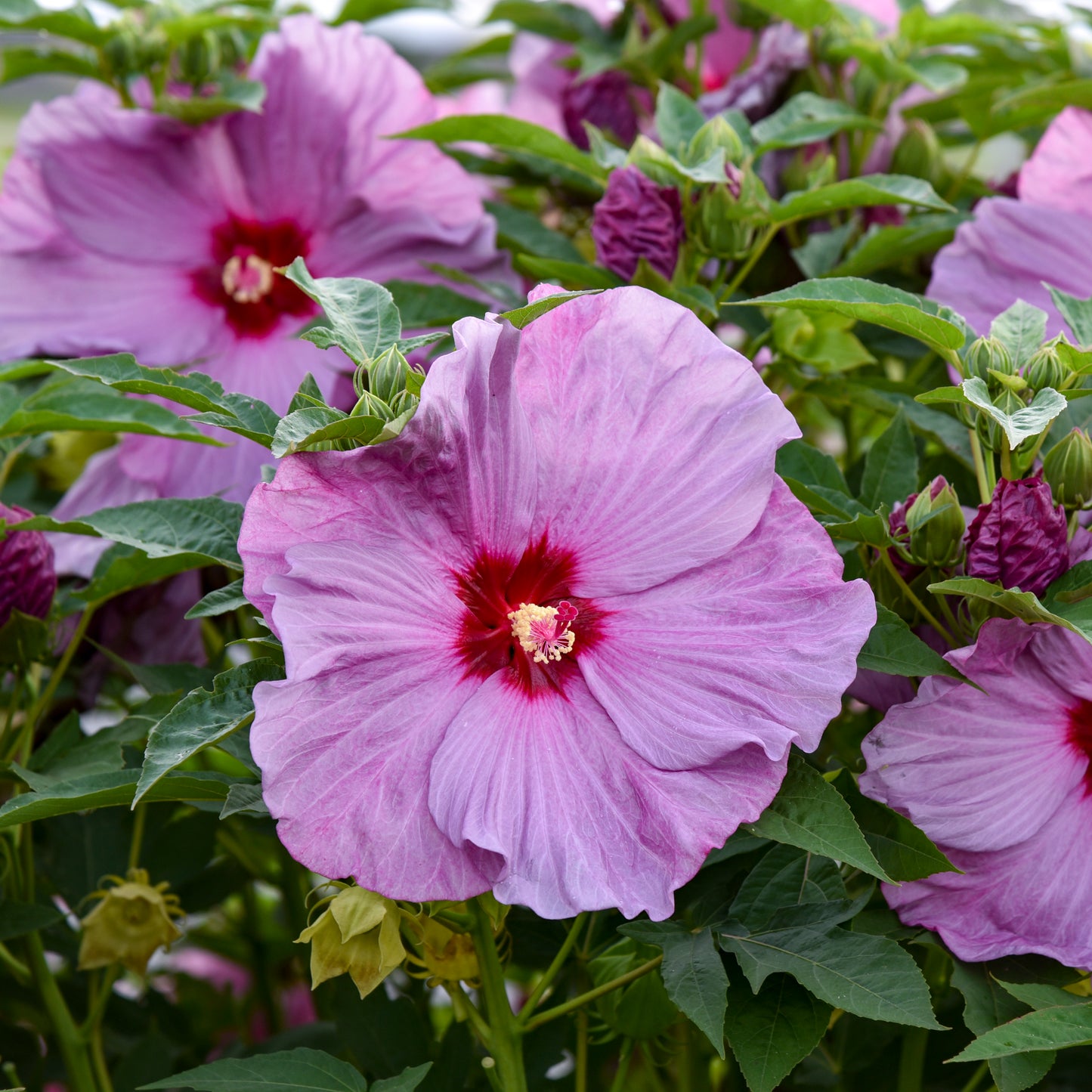 Hibiscus-Lilac Crush 3C
