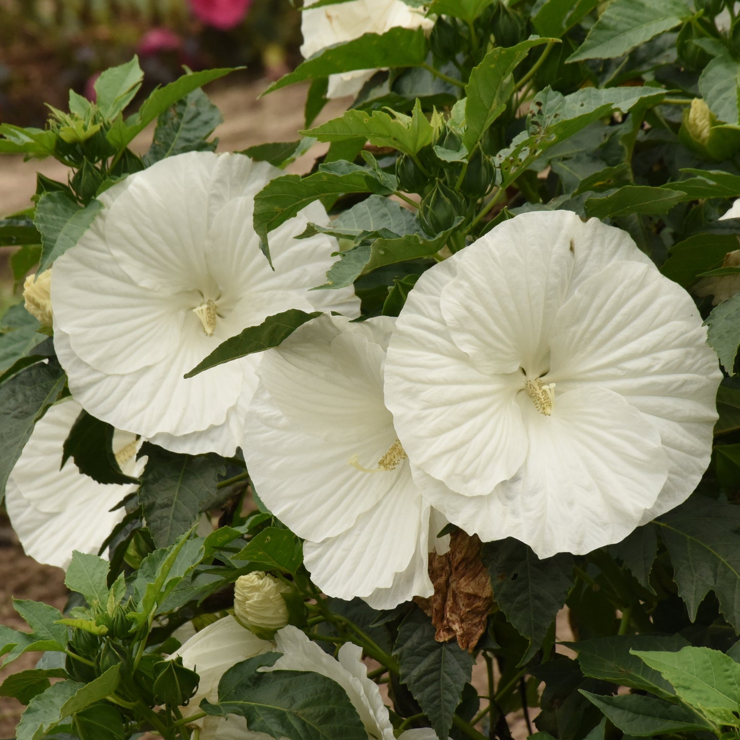 Hibiscus-Marshmallow Moon 2C